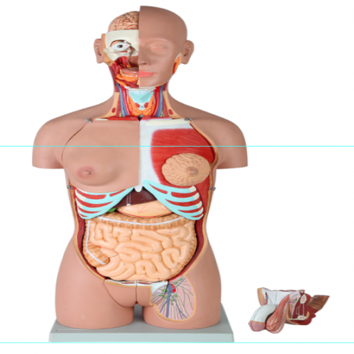 男、女兩性人體背部開放式半身軀干模型（87cm/29件）